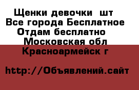 Щенки девочки 4шт - Все города Бесплатное » Отдам бесплатно   . Московская обл.,Красноармейск г.